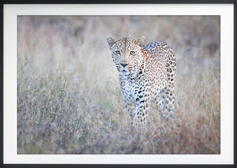 On Patrol - Wildlife Print