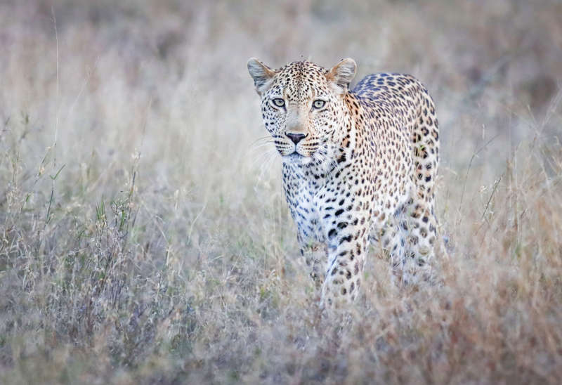 On Patrol - Wildlife Print