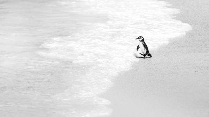 One Big Step - Wildlife Print
