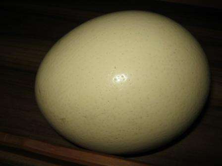 EMPTY OSTRICH EGG SHELL ~ HAVE A LOOK