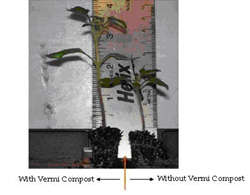 VERMI COMPOST - Worm Castings BLACK  GOLD !!!!!
