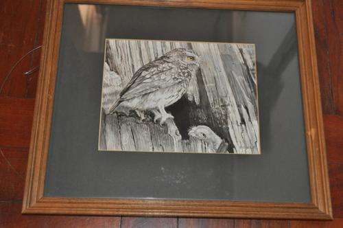 BEAUTIFUL WATERCOLOR SIGNED BY FISHER-OWLS-VERY DETAILED!!!!