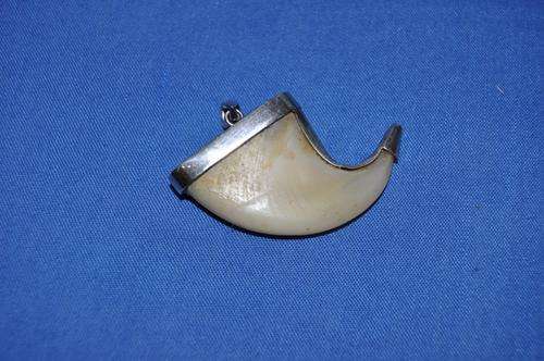 BIG STERLING SILVER MOUNTED LIONS CLAW PENDANT