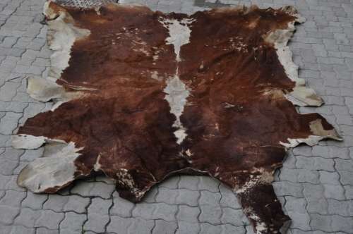 WHOOHO!!!!! NGUNI SKIN IN GREAT CONDITION -LOOK DESCRIPTION