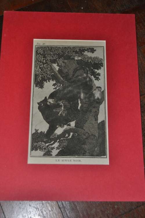François Levaillant-GENUINE PRINT CIRCA 1790