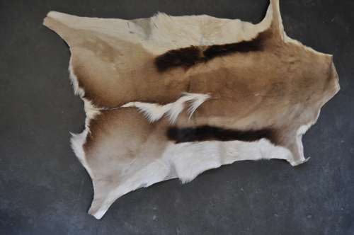 AWESOME SPRINGBOK HIDE-USE AS SMALL CARPET