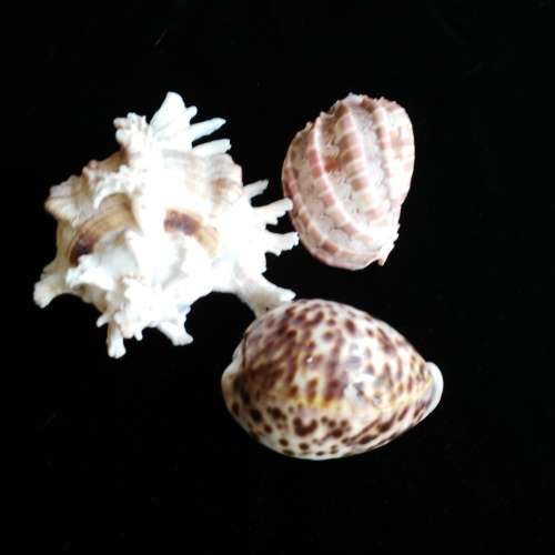 3 shells - cowrie 8.5cm, harpidae 8.5cm, white shell 14.5cm