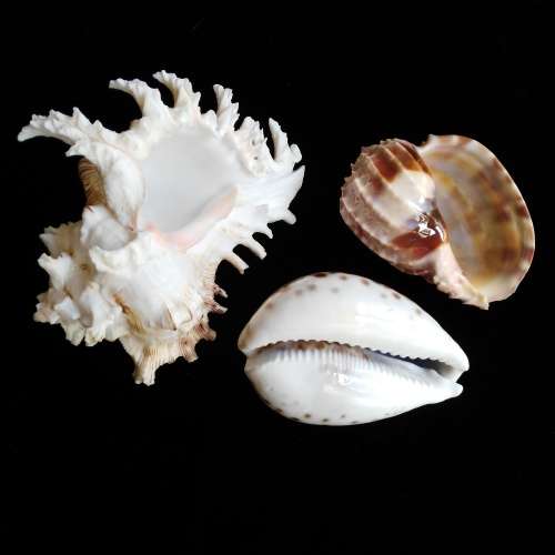 3 shells - cowrie 8.5cm, harpidae 8.5cm, white shell 14.5cm