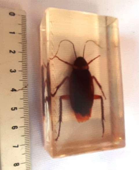 Cockroach cast in Resin