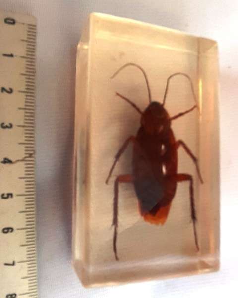 Cockroach cast in Resin