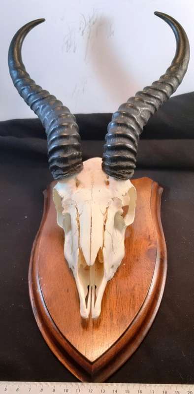 Mounted Springbok Skull with horns on wooden base