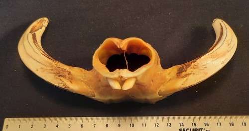 Upper part of Warthog Jaw
