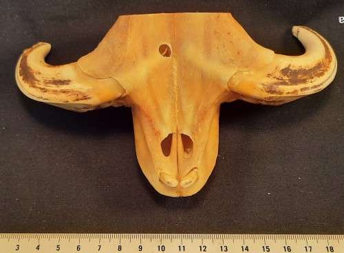 Upper part of Warthog Jaw