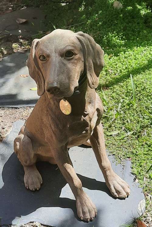 Hand Crafted Dog figurine Sitting Weimarana Hight 39 cm Hand Painted restored