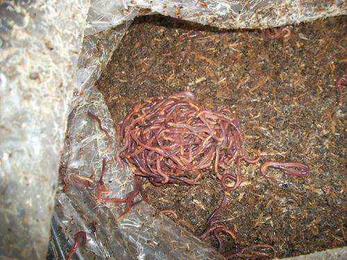 Red Wriggler Compost worms