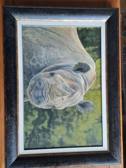 Original Marius Trollip Rhino