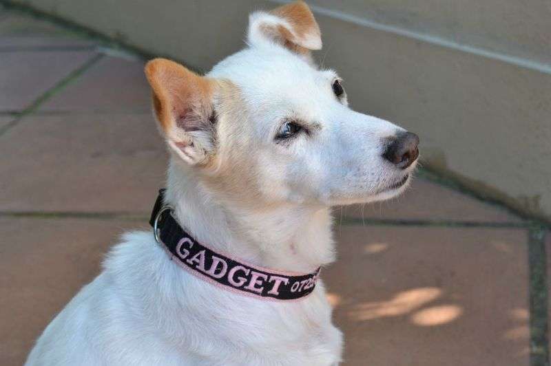 Dog ID Collar