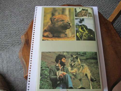 THE WOLF -HIS PLACE IN THE NATURAL WORLD  ERIK ZIMEN