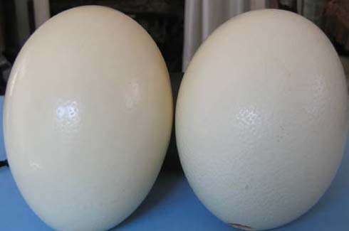 1 lot, 2 pieces Ostrige Eggs
