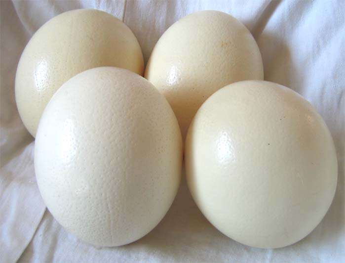 1 lot, 4 pieces Ostrige Eggs