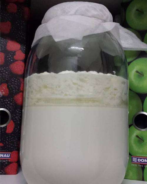 Milk Kefir Grains