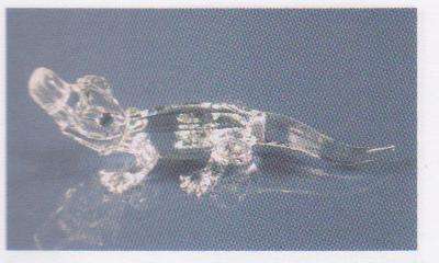 Swarovski  Allligator