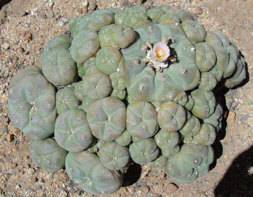 Peyote cactus (Lophophora williamsii) - Very Large