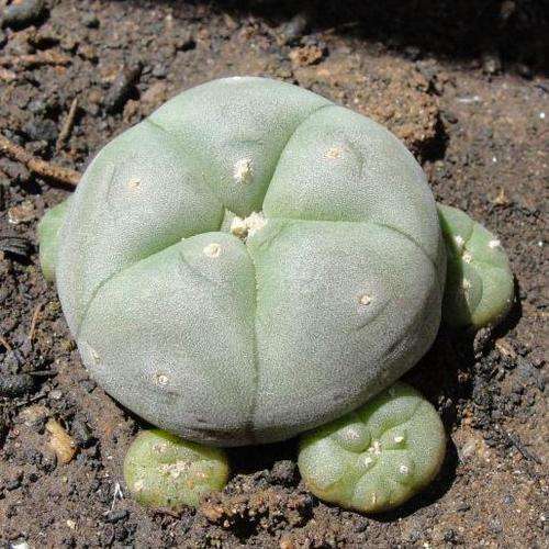 Peyote cactus (Lophophora williamsii) - Medium
