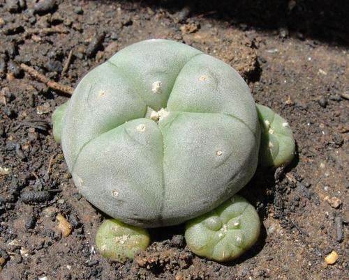 Peyote cactus (Lophophora williamsii) - 2.3 cm with 6 buds