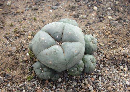 Peyote cactus