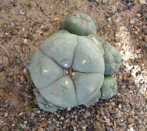 Peyote cactus