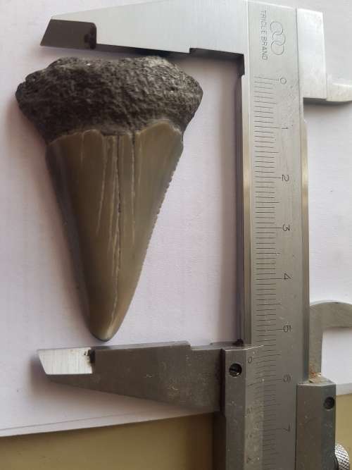 Fossil shark tooth
