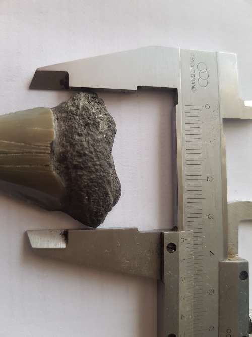 Fossil shark tooth