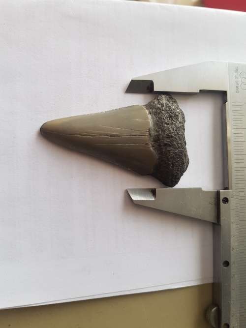 Fossil shark tooth