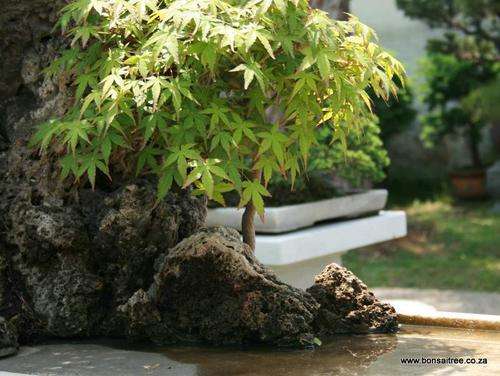 japanese maple penjing bonsai trees