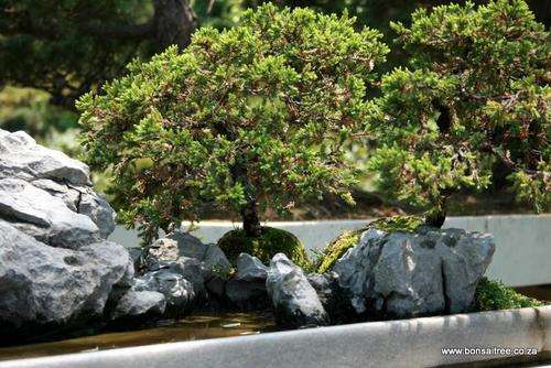 bonsai trees penjing marble trays