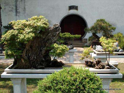 japanese maple penjing