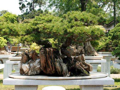 Penjing/Bonsai Stone Planting Tray - Medium