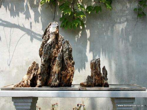 bonsai trees penjing bonsai