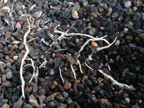 bonsai tree roots LECA