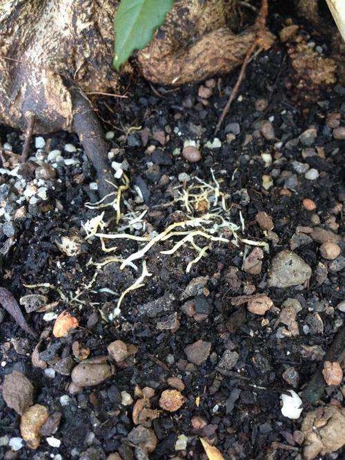 bonsai fertilizer conola cake meal organic