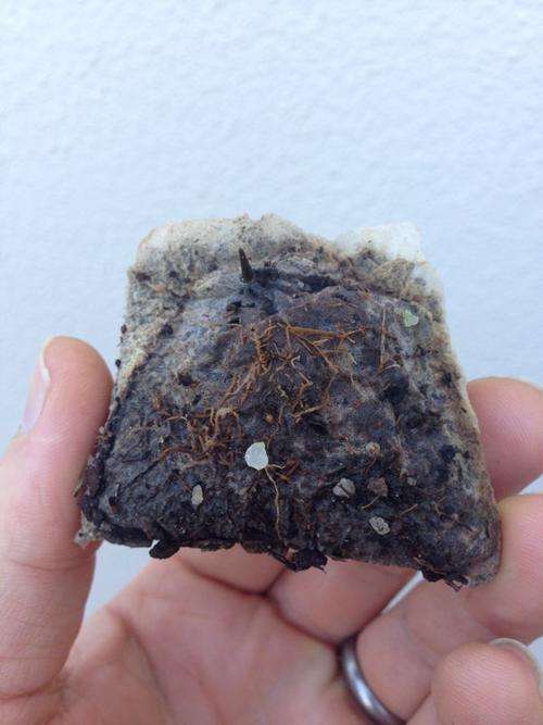 bonsai fertilizer canola cake organic