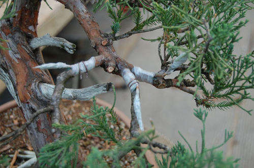 grafting tape bonsai
