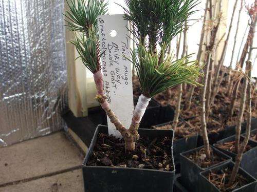 pine grafting