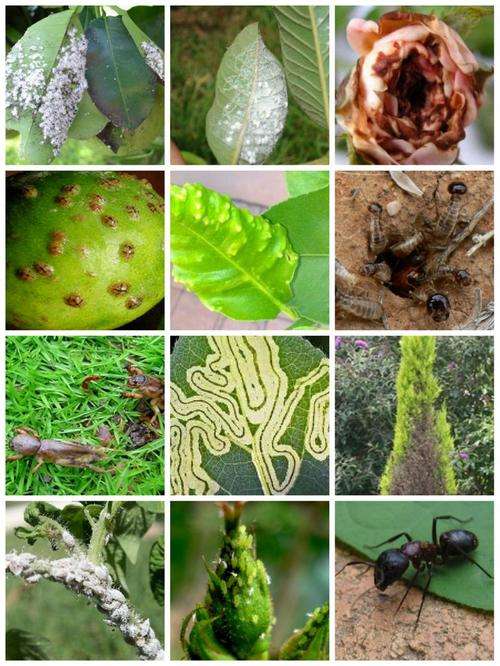 koinor insecticide white fly 