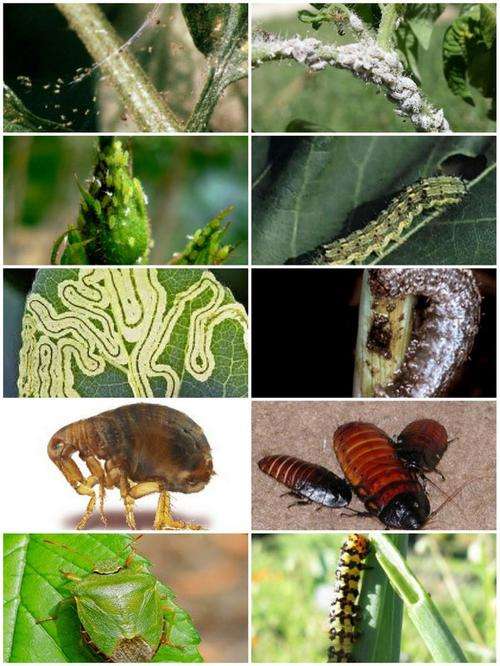 seizer insecticide red spider mite