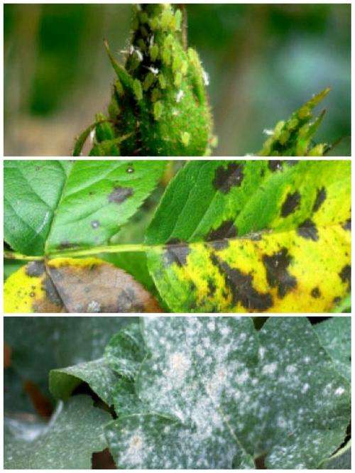 rose protector black spot powdery mildew