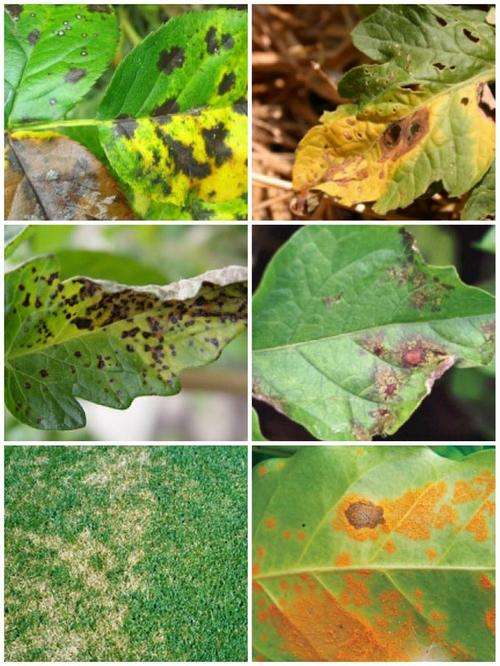 odeon general purpose fungicide