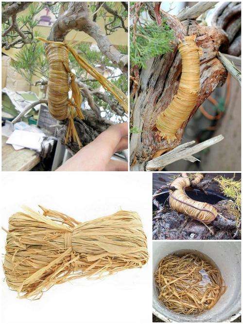 raffia bundles bonsai bending large branches