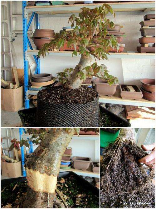 bonsai repotting drainage mesh